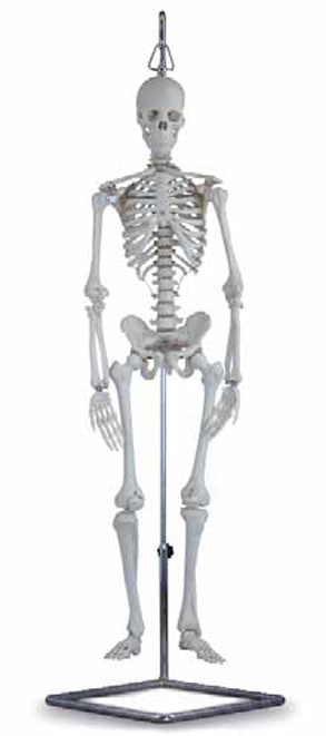 Mini Skeleton